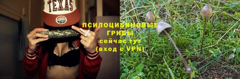 Псилоцибиновые грибы Psilocybe  кракен сайт  Дмитров  сколько стоит 